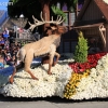 roseparade_6531