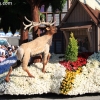 roseparade_6532