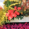 roseparade_7183