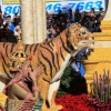 roseparade_7216