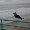 manhattanbeach_3807