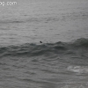 manhattanbeach_3814