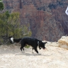 grandcanyon_8009