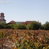 vineyards_3485