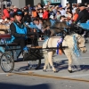 roseparade_6029