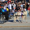 roseparade_6032