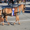 roseparade_6035