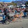 roseparade_6036