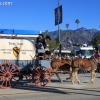 roseparade_6245