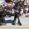 roseparade_6519