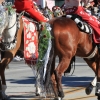 roseparade_7230