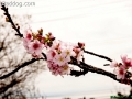 CherryBlossom_9757p