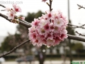 CherryBlossom_9758