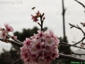 CherryBlossom_9760