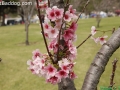 CherryBlossom_9761