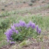 yellowstone_5360