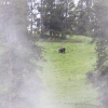 yellowstone_5453