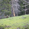 yellowstone_5522