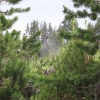 yellowstone_5528