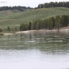 yellowstone_5544