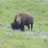 yellowstone_5555