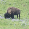 yellowstone_5556