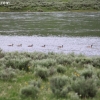 yellowstone_5561