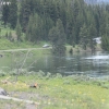 yellowstone_5576