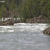 yellowstone_5585